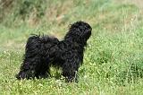 TERRIER DU TIBET 247
